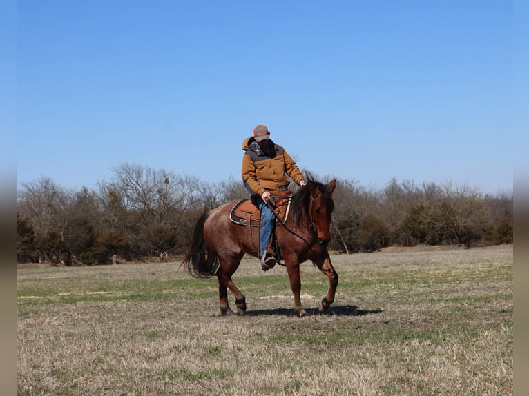 Caballo cuarto de milla Caballo castrado 4 años 142 cm Castaño-ruano in Holdenville