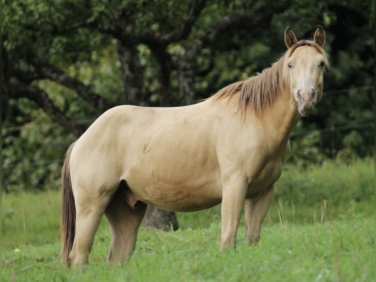 Caballo cuarto de milla Caballo castrado 4 años 142 cm Champán in Waldshut-Tiengen