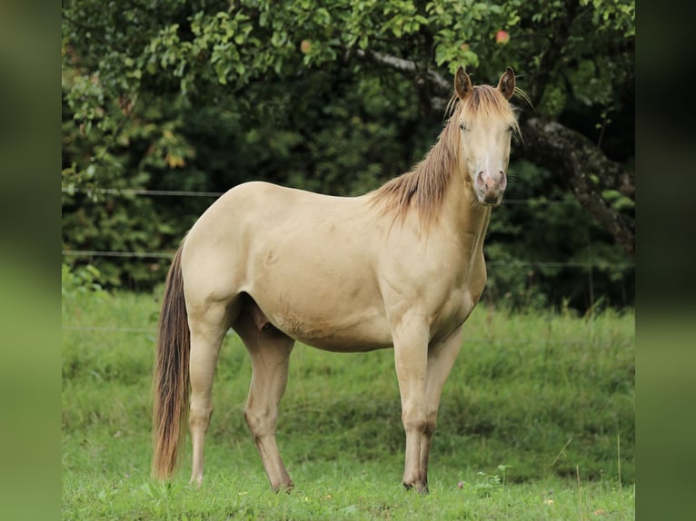 Caballo cuarto de milla Caballo castrado 4 años 142 cm Champán in Waldshut-Tiengen