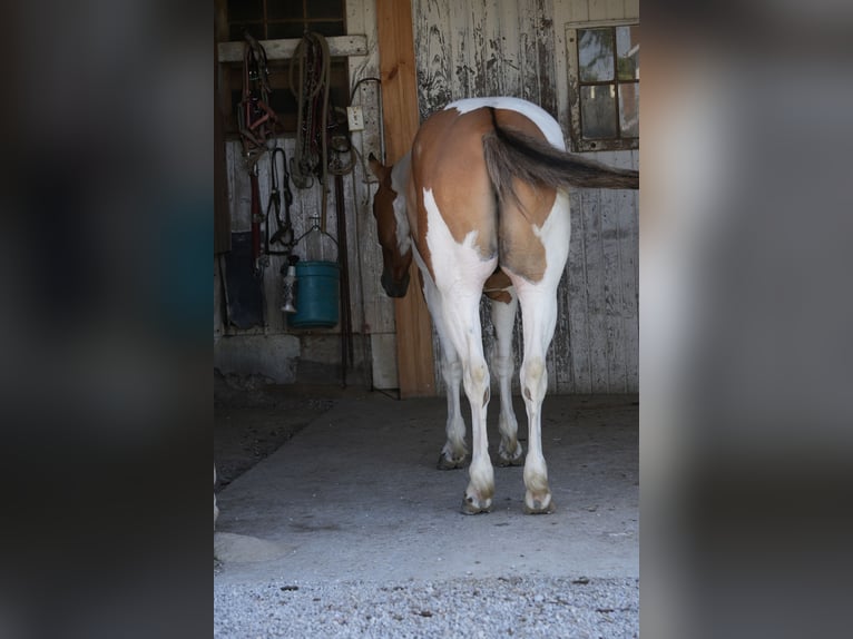 Caballo cuarto de milla Mestizo Caballo castrado 4 años 142 cm Pío in Baltic