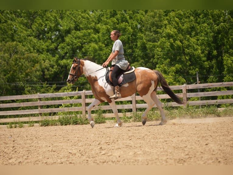 Caballo cuarto de milla Mestizo Caballo castrado 4 años 142 cm Pío in Baltic
