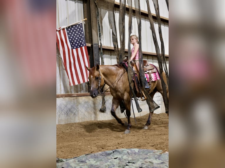 Caballo cuarto de milla Caballo castrado 4 años 142 cm Red Dun/Cervuno in Sedalia, MO