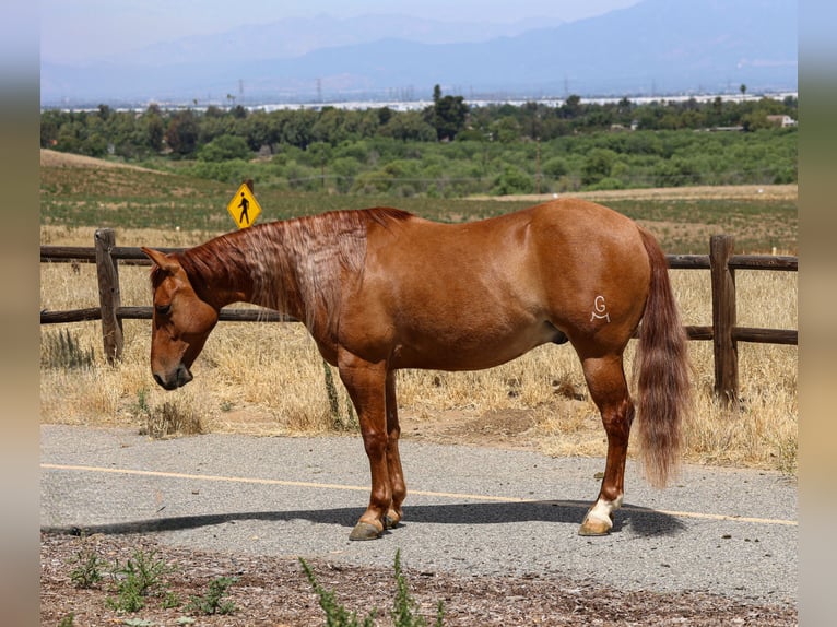 Caballo cuarto de milla Caballo castrado 4 años 142 cm Red Dun/Cervuno in Norco