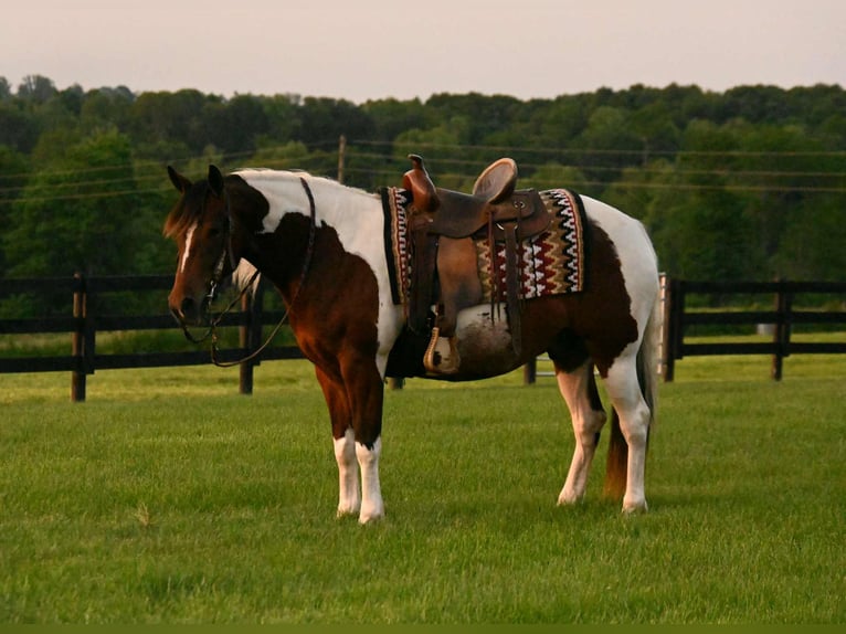Caballo cuarto de milla Caballo castrado 4 años 142 cm Tobiano-todas las-capas in Frenso OH
