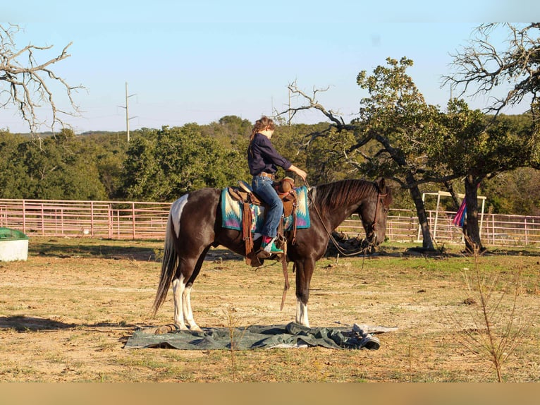 Caballo cuarto de milla Caballo castrado 4 años 142 cm Tobiano-todas las-capas in Poolville TX