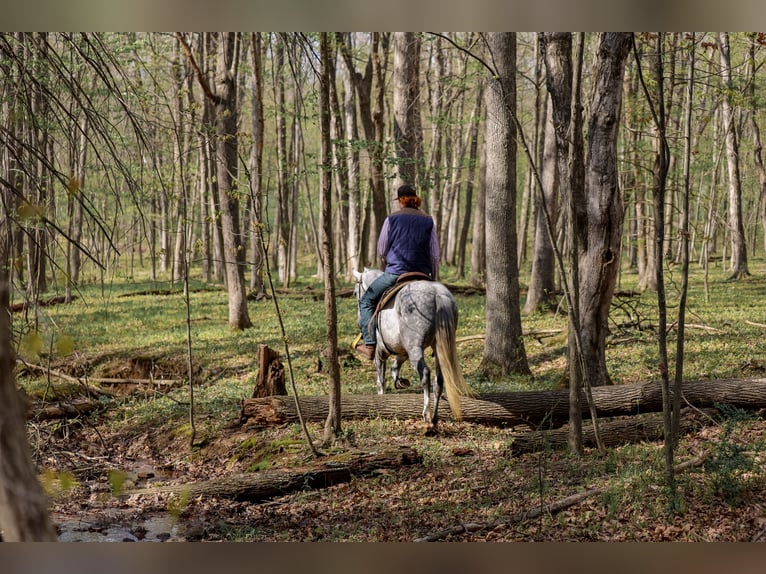 Caballo cuarto de milla Caballo castrado 4 años 142 cm Tordo in Shippensburg