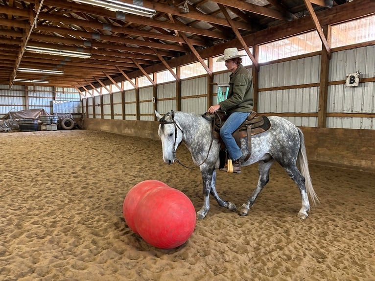 Caballo cuarto de milla Caballo castrado 4 años 142 cm Tordo in Shippensburg