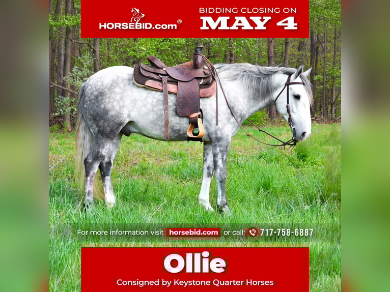 Caballo cuarto de milla Caballo castrado 4 años 142 cm Tordo in Shippensburg