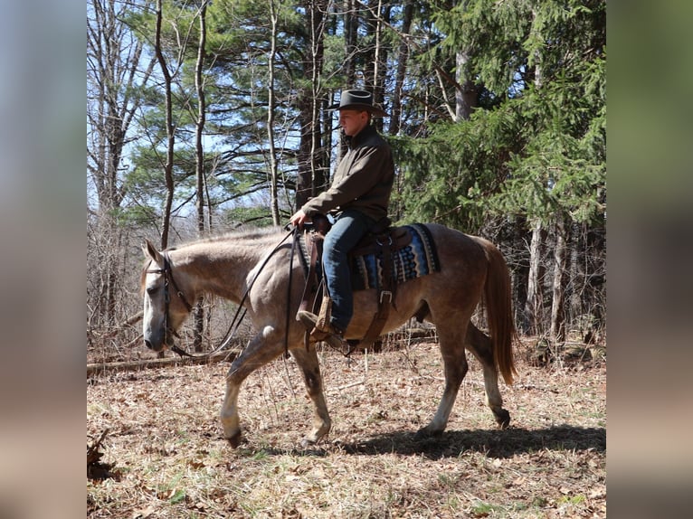 Caballo cuarto de milla Caballo castrado 4 años 142 cm Tordo rodado in Howell