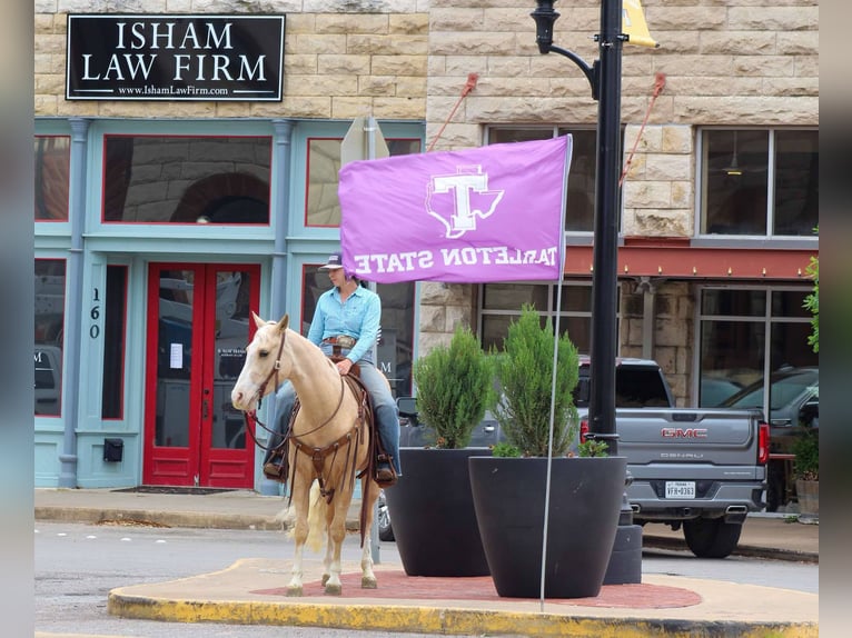 Caballo cuarto de milla Caballo castrado 4 años 145 cm Palomino in Stephenville TX
