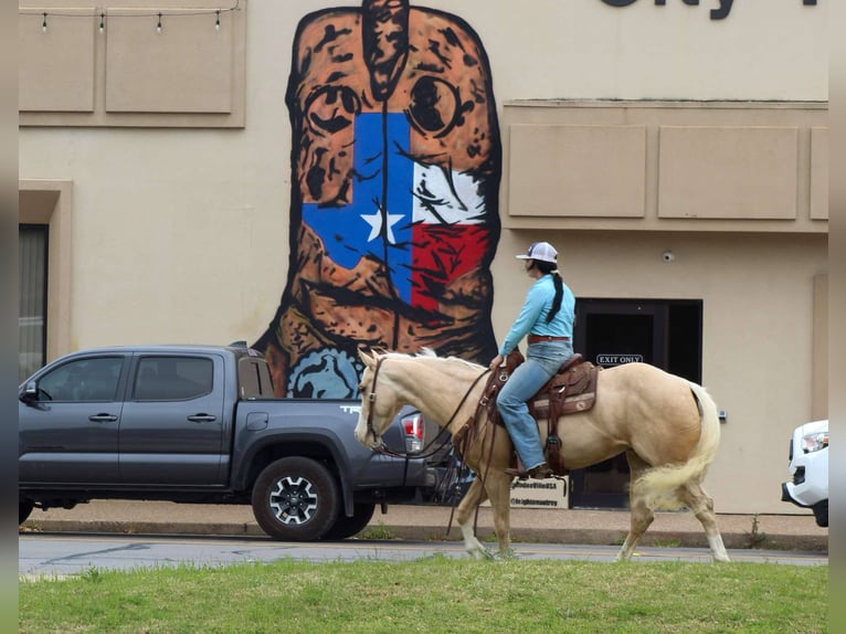 Caballo cuarto de milla Caballo castrado 4 años 145 cm Palomino in Stephenville TX