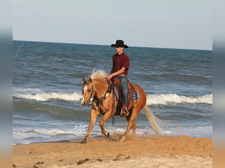 Caballo cuarto de milla Caballo castrado 4 años 145 cm Palomino in Millersburg