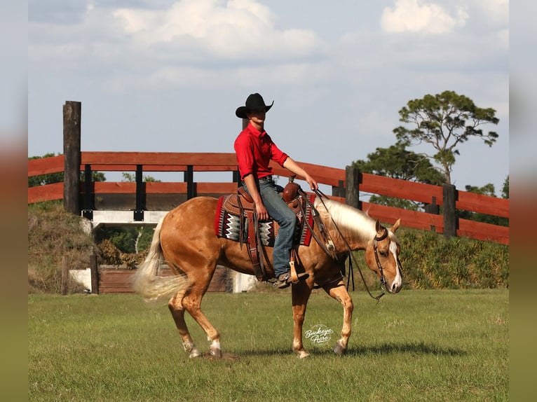 Caballo cuarto de milla Caballo castrado 4 años 145 cm Palomino in Millersburg