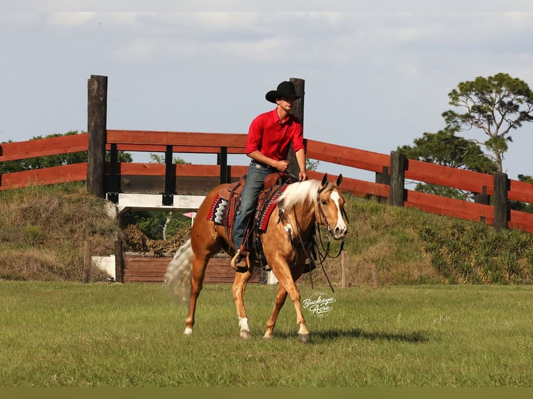 Caballo cuarto de milla Caballo castrado 4 años 145 cm Palomino in Millersburg