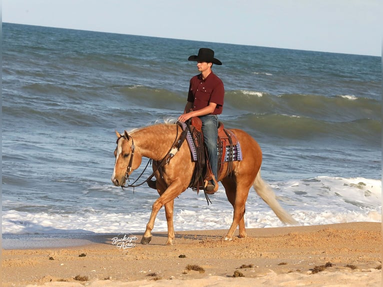 Caballo cuarto de milla Caballo castrado 4 años 145 cm Palomino in Millersburg
