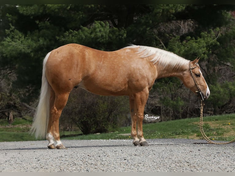 Caballo cuarto de milla Caballo castrado 4 años 145 cm Palomino in Millersburg
