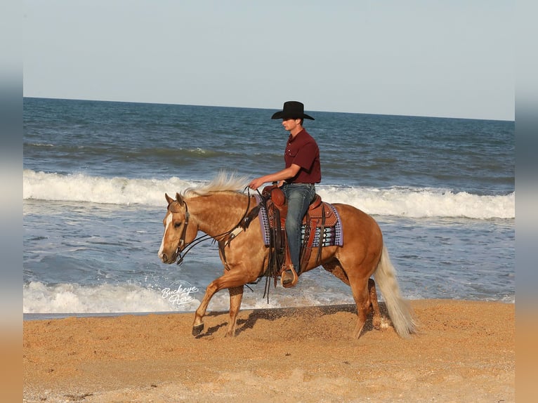 Caballo cuarto de milla Caballo castrado 4 años 145 cm Palomino in Millersburg