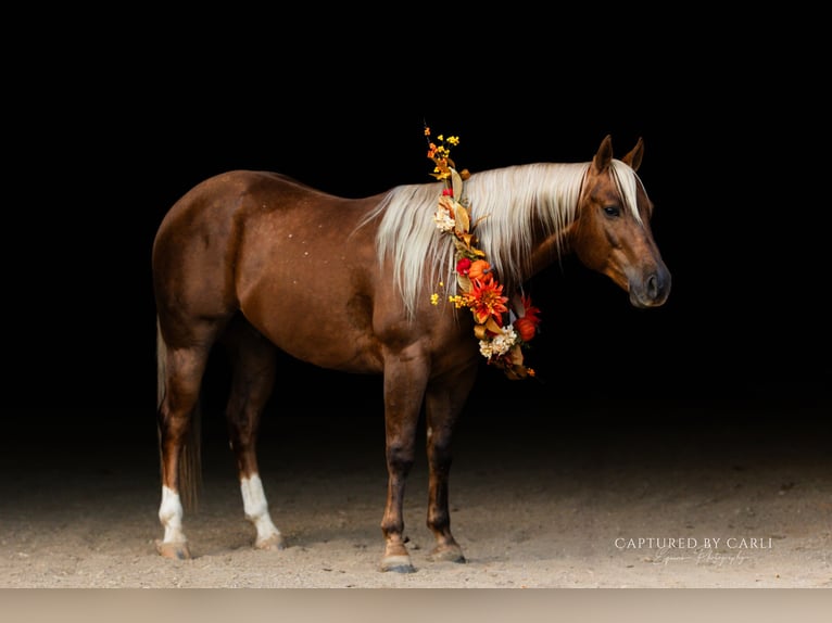 Caballo cuarto de milla Caballo castrado 4 años 145 cm Palomino in Lewistown