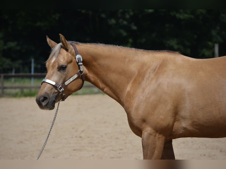 Caballo cuarto de milla Caballo castrado 4 años 145 cm Palomino in Wusterhausen (Dosse)