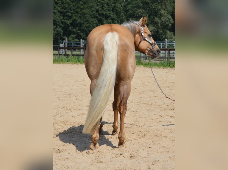 Caballo cuarto de milla Caballo castrado 4 años 145 cm Palomino in Wusterhausen (Dosse)