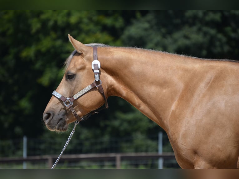 Caballo cuarto de milla Caballo castrado 4 años 145 cm Palomino in Wusterhausen (Dosse)