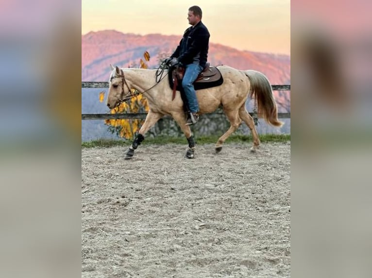 Caballo cuarto de milla Caballo castrado 4 años 145 cm Palomino in Koprivnica