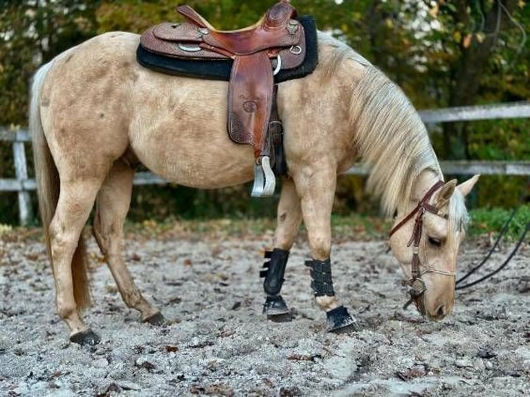 Caballo cuarto de milla Caballo castrado 4 años 145 cm Palomino in Koprivnica