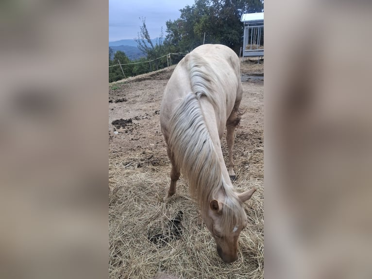 Caballo cuarto de milla Caballo castrado 4 años 145 cm Palomino in Koprivnica