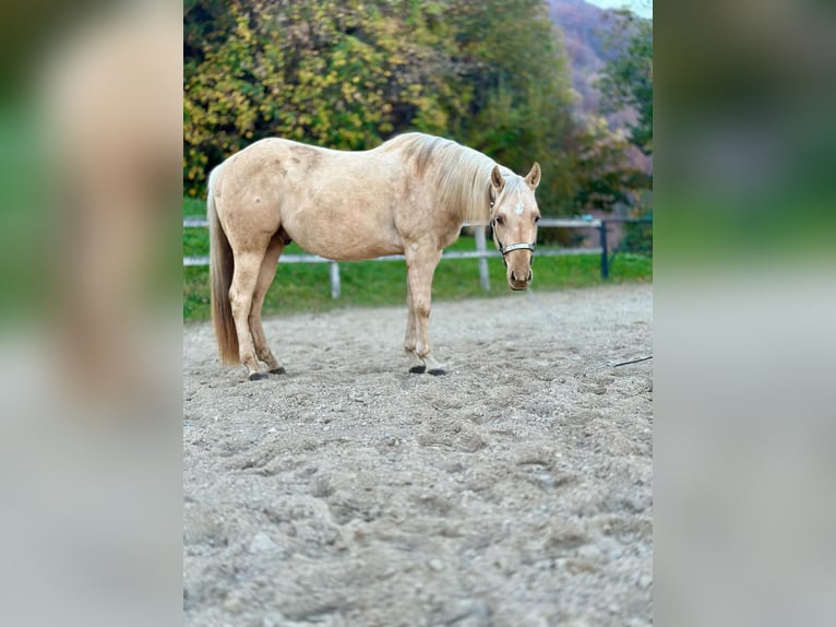 Caballo cuarto de milla Caballo castrado 4 años 145 cm Palomino in Koprivnica