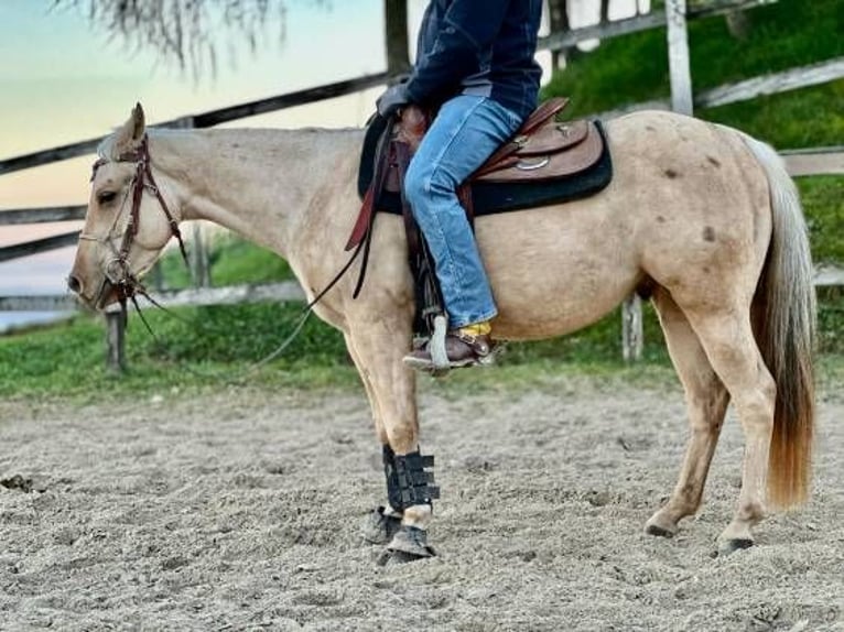 Caballo cuarto de milla Caballo castrado 4 años 145 cm Palomino in Koprivnica