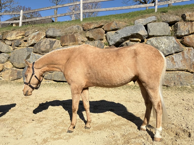 Caballo cuarto de milla Caballo castrado 4 años 146 cm Palomino in Eschenau