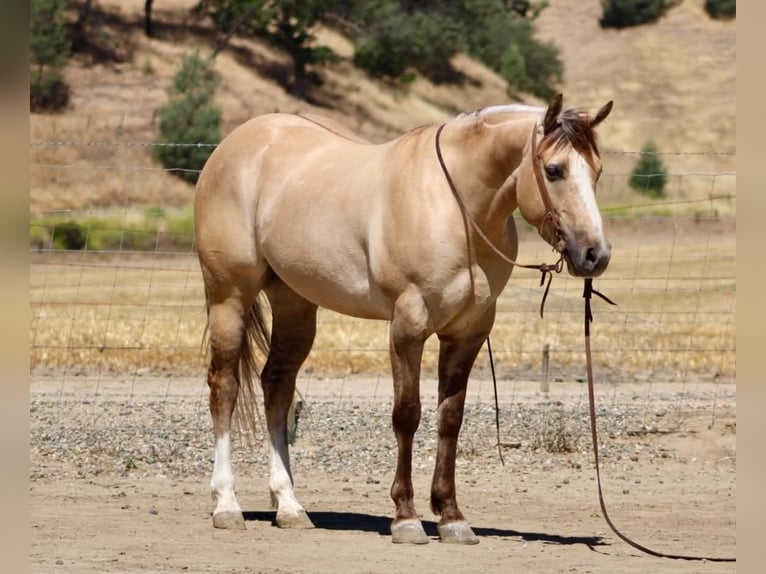 Caballo cuarto de milla Caballo castrado 4 años 147 cm Bayo in King City