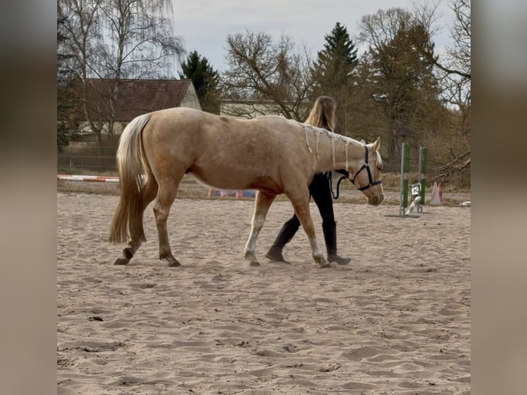 Caballo cuarto de milla Caballo castrado 4 años 147 cm Palomino in Teupitz