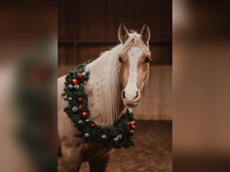Caballo cuarto de milla Caballo castrado 4 años 147 cm Palomino in Teupitz