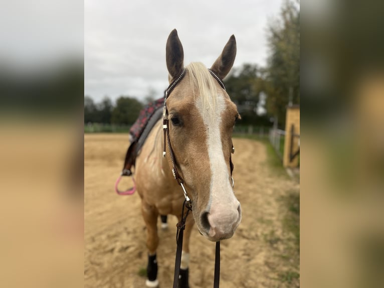 Caballo cuarto de milla Caballo castrado 4 años 147 cm Palomino in Teupitz