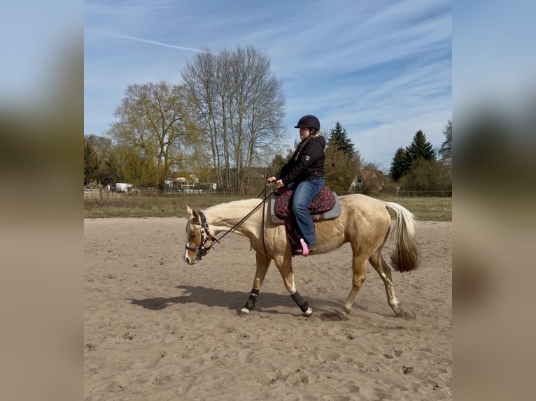 Caballo cuarto de milla Caballo castrado 4 años 147 cm Palomino in Teupitz