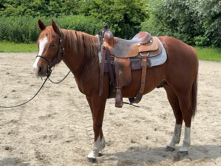 Caballo cuarto de milla Caballo castrado 4 años 148 cm Alazán in Velden