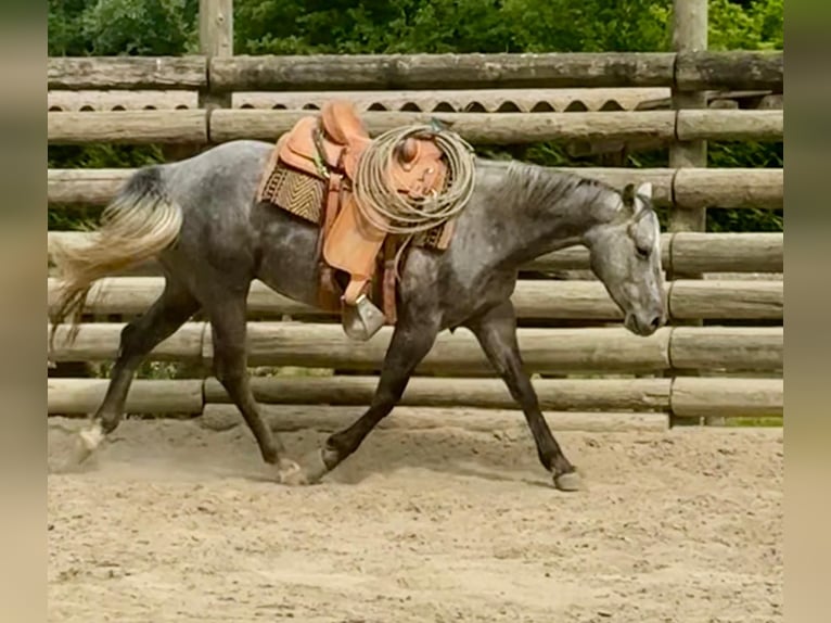 Caballo cuarto de milla Caballo castrado 4 años 148 cm Tordillo negro in ASTI