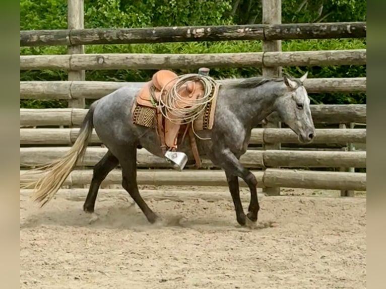Caballo cuarto de milla Caballo castrado 4 años 148 cm Tordillo negro in ASTI