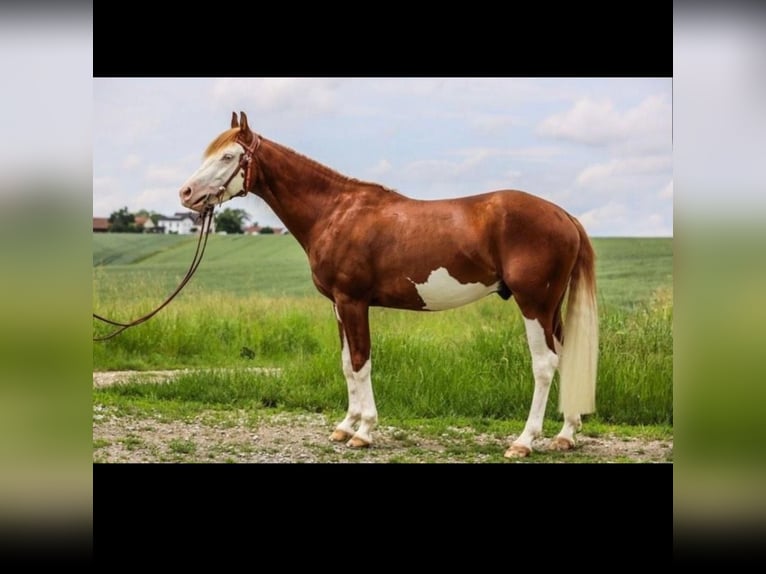 Caballo cuarto de milla Caballo castrado 4 años 150 cm Alazán in Bayerbach