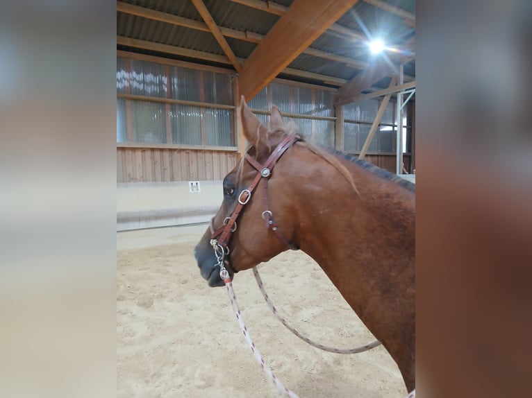 Caballo cuarto de milla Caballo castrado 4 años 150 cm Alazán in Schwabsoien