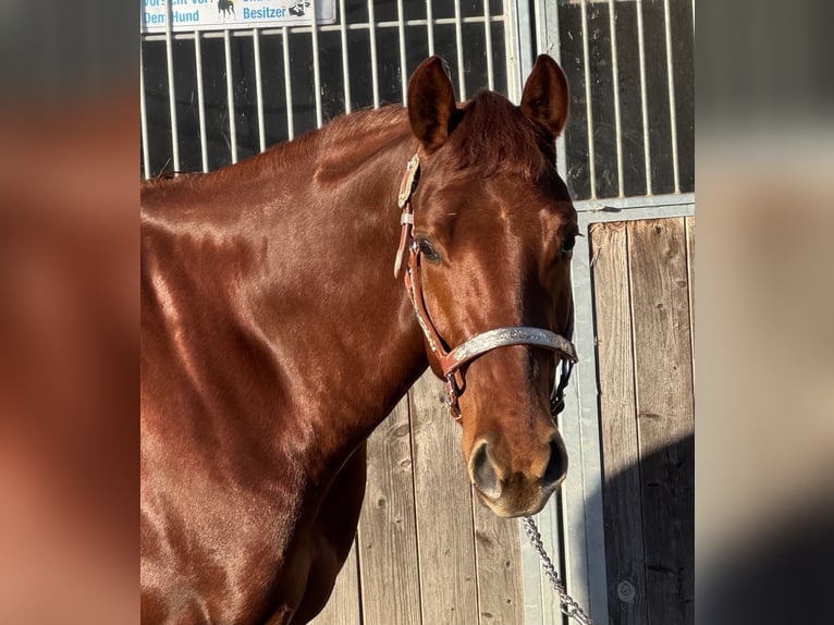 Caballo cuarto de milla Caballo castrado 4 años 150 cm Alazán-tostado in Todenbüttel