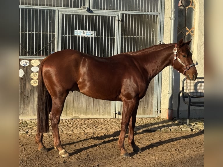 Caballo cuarto de milla Caballo castrado 4 años 150 cm Alazán-tostado in Todenbüttel