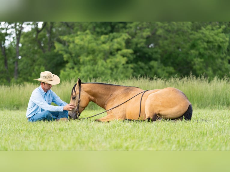 Caballo cuarto de milla Caballo castrado 4 años 150 cm Buckskin/Bayo in Marshall, MO