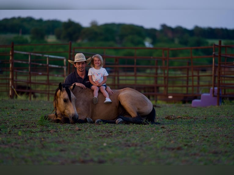 Caballo cuarto de milla Caballo castrado 4 años 150 cm Buckskin/Bayo in Marshall, MO