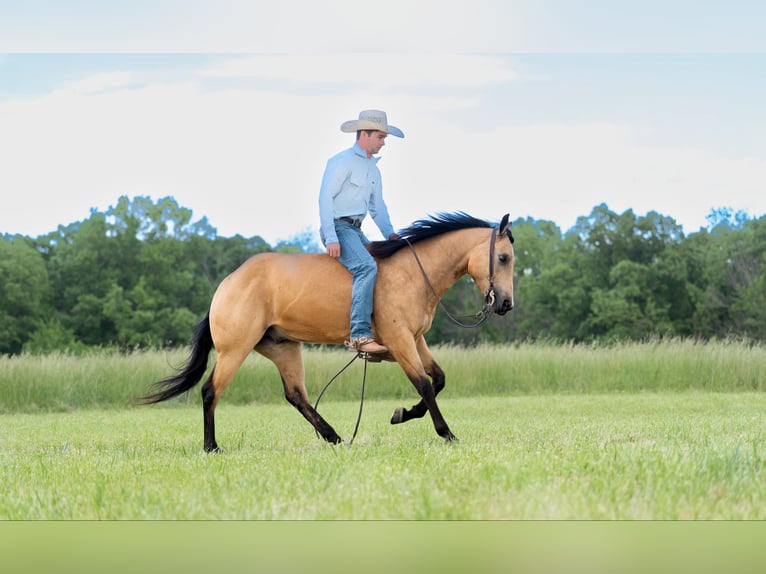 Caballo cuarto de milla Caballo castrado 4 años 150 cm Buckskin/Bayo in Marshall, MO