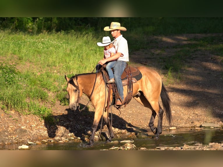 Caballo cuarto de milla Caballo castrado 4 años 150 cm Buckskin/Bayo in Marshall, MO