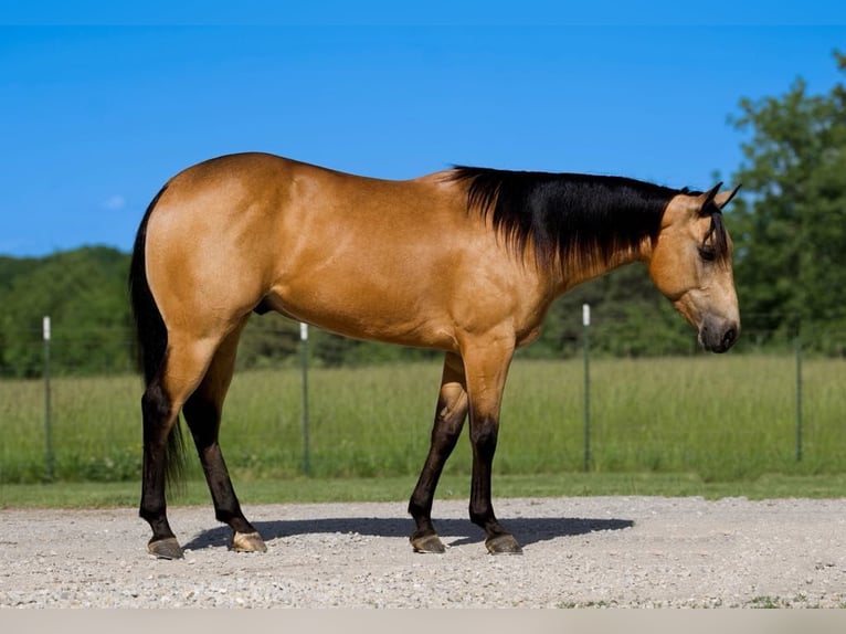 Caballo cuarto de milla Caballo castrado 4 años 150 cm Buckskin/Bayo in Marshall, MO
