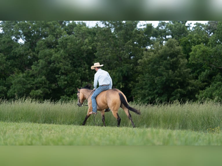 Caballo cuarto de milla Caballo castrado 4 años 150 cm Buckskin/Bayo in Marshall, MO