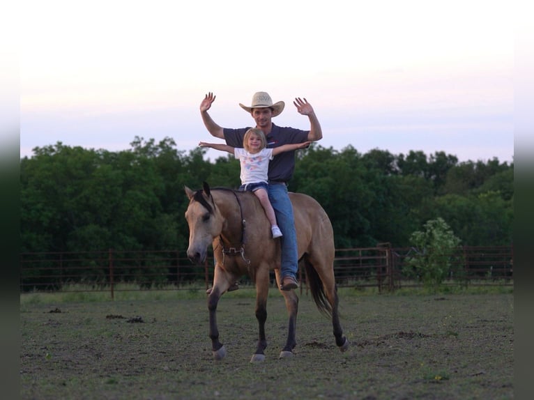 Caballo cuarto de milla Caballo castrado 4 años 150 cm Buckskin/Bayo in Marshall, MO